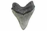 Serrated, Fossil Megalodon Tooth - North Carolina #378053-2